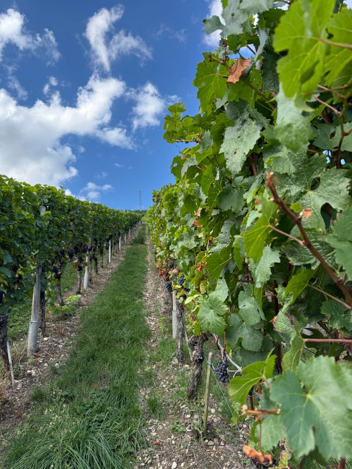 Vibrant vineyard with ripe grapes in RP, Germany, flourishing under a clear summer sky.